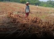 DPRD Lampung Akan Gelar Paripurna Terkait Hasil Pansus Tata Niaga Singkong